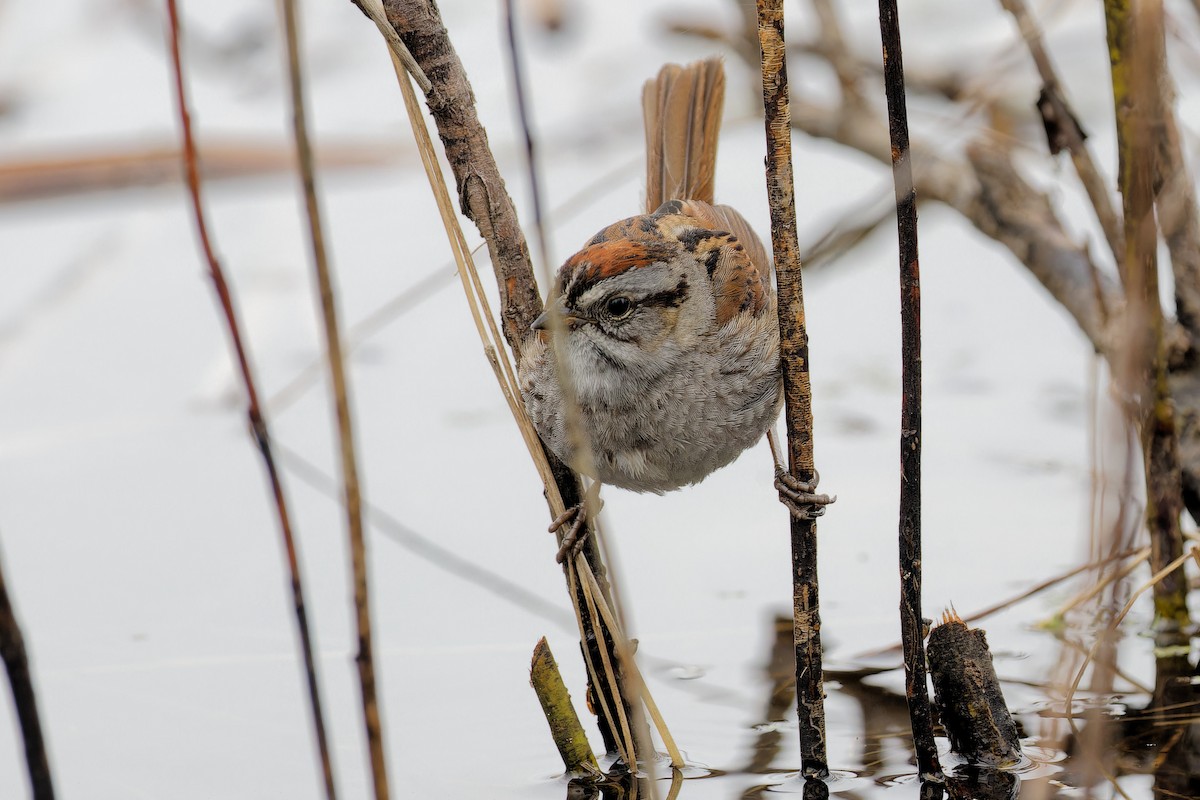 Swamp Sparrow - ML635419123