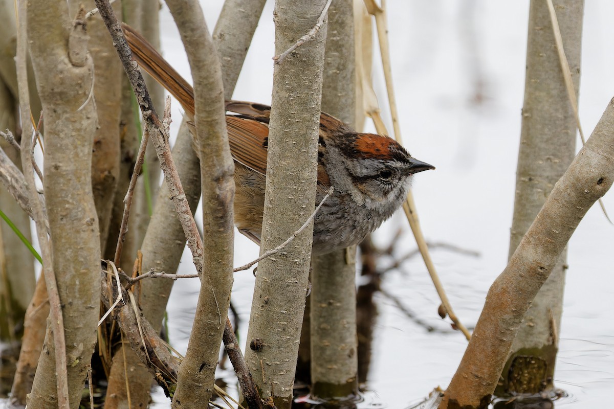Swamp Sparrow - ML635419128