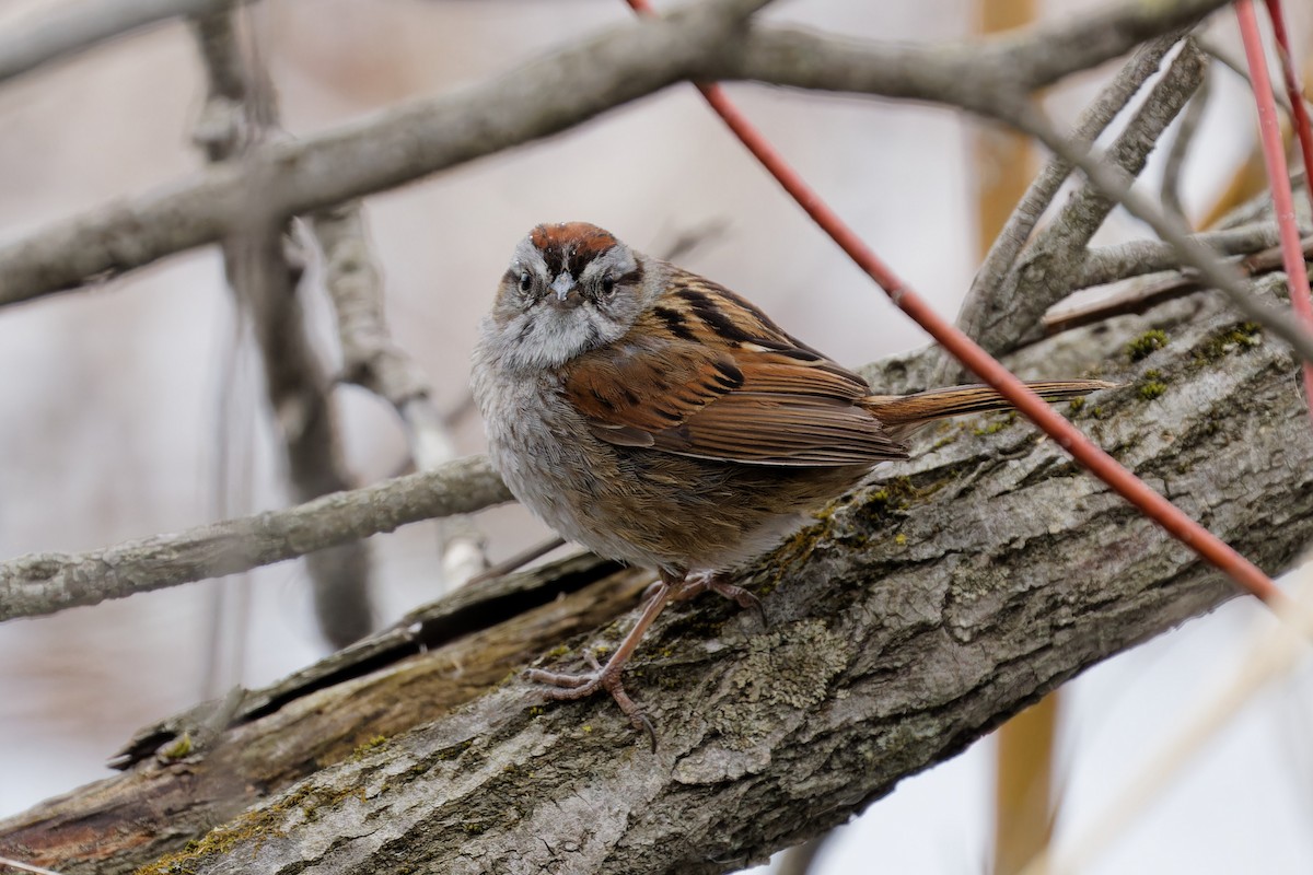 Swamp Sparrow - ML635419129