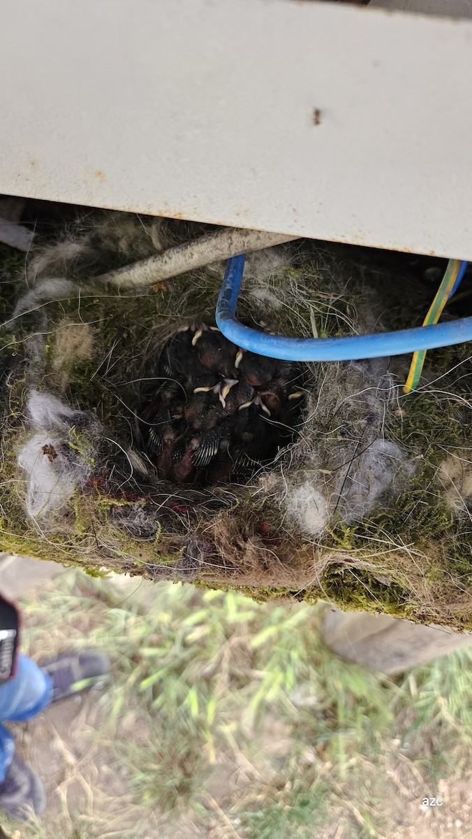 Great Tit - ML635419131