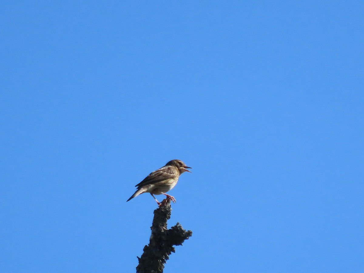 Tree Pipit - ML635419138