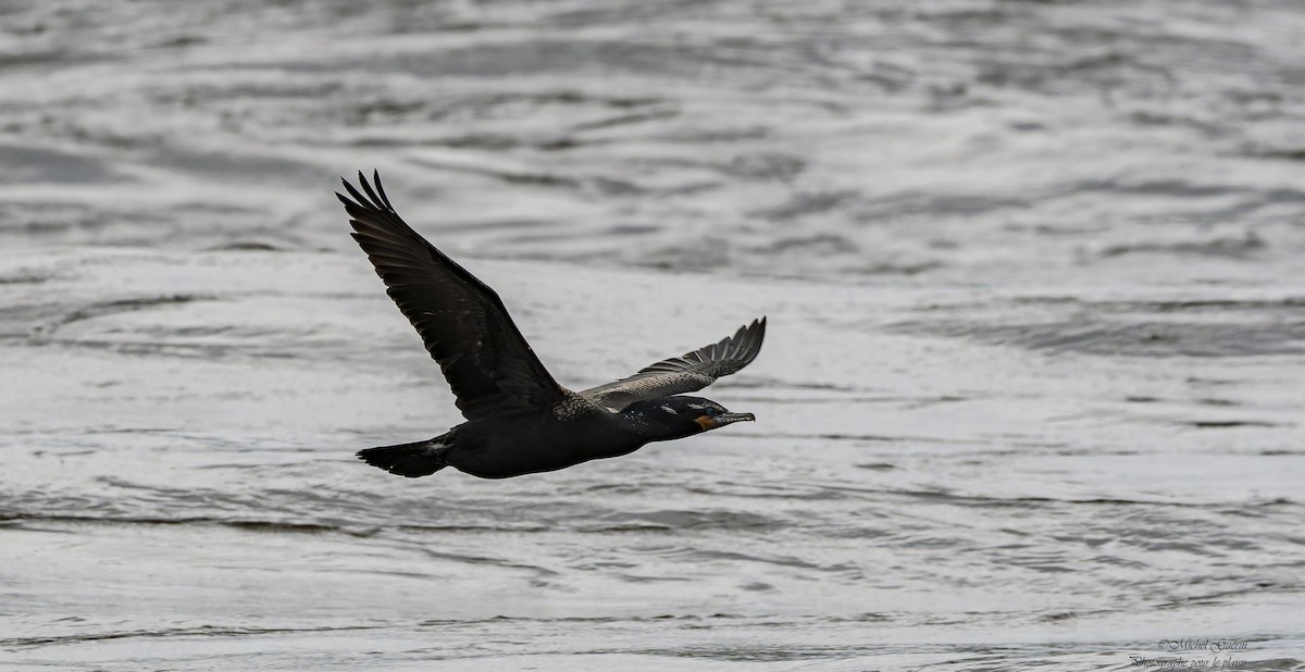Double-crested Cormorant - ML635419154