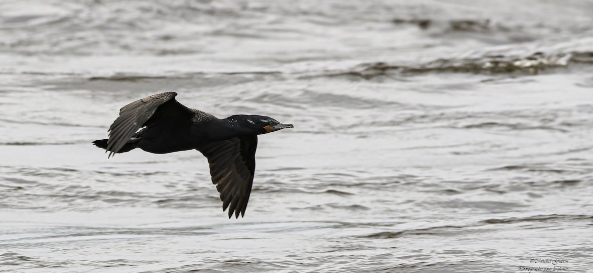 Double-crested Cormorant - ML635419155
