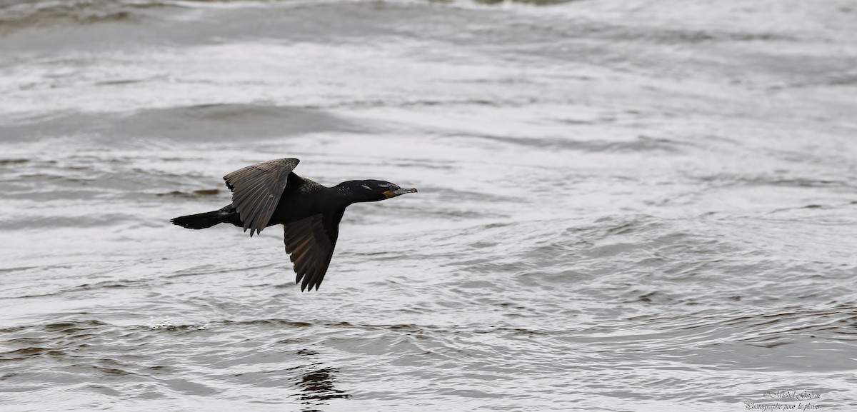 Double-crested Cormorant - ML635419156