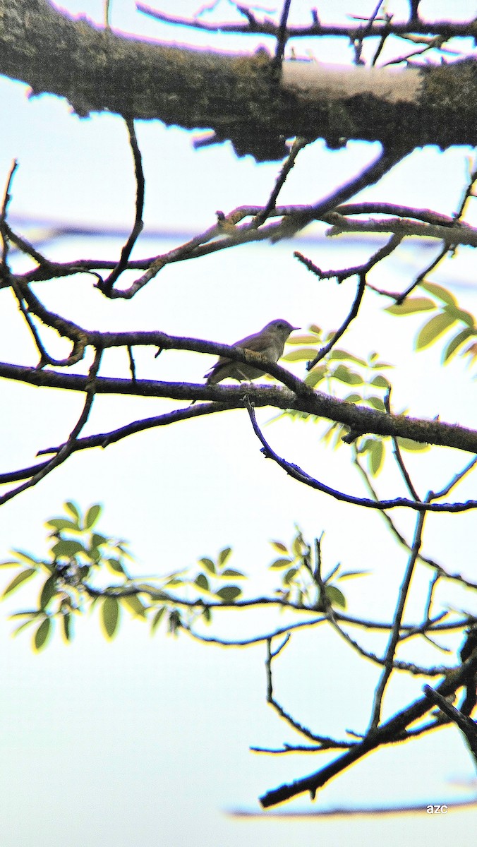 Common Nightingale - ML635419160