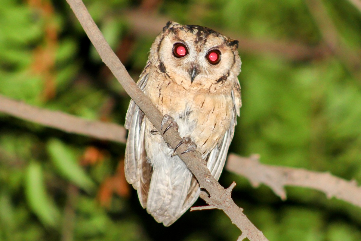 Indian Scops-Owl - ML635419166