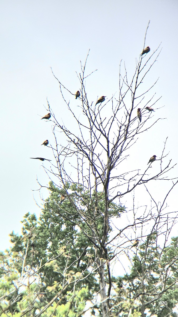 European Bee-eater - ML635419176