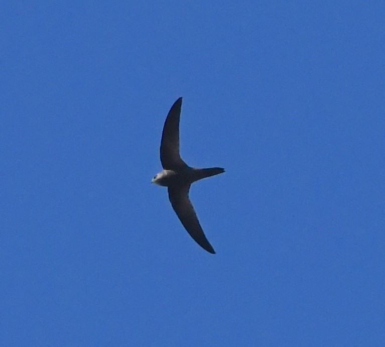 Bradfield's Swift - ML635419224