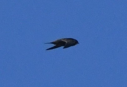 Bradfield's Swift - ML635419236