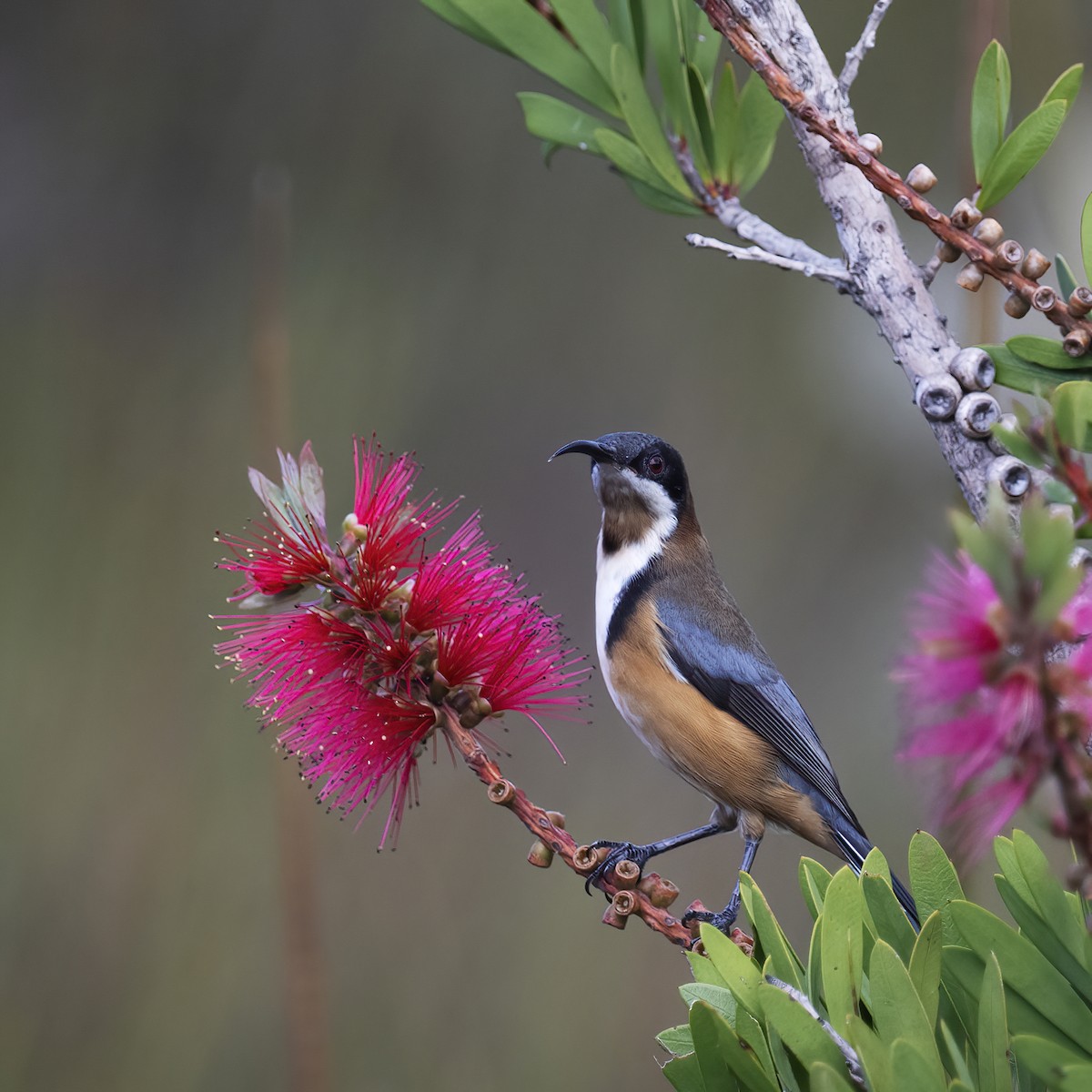 Eastern Spinebill - ML635419280