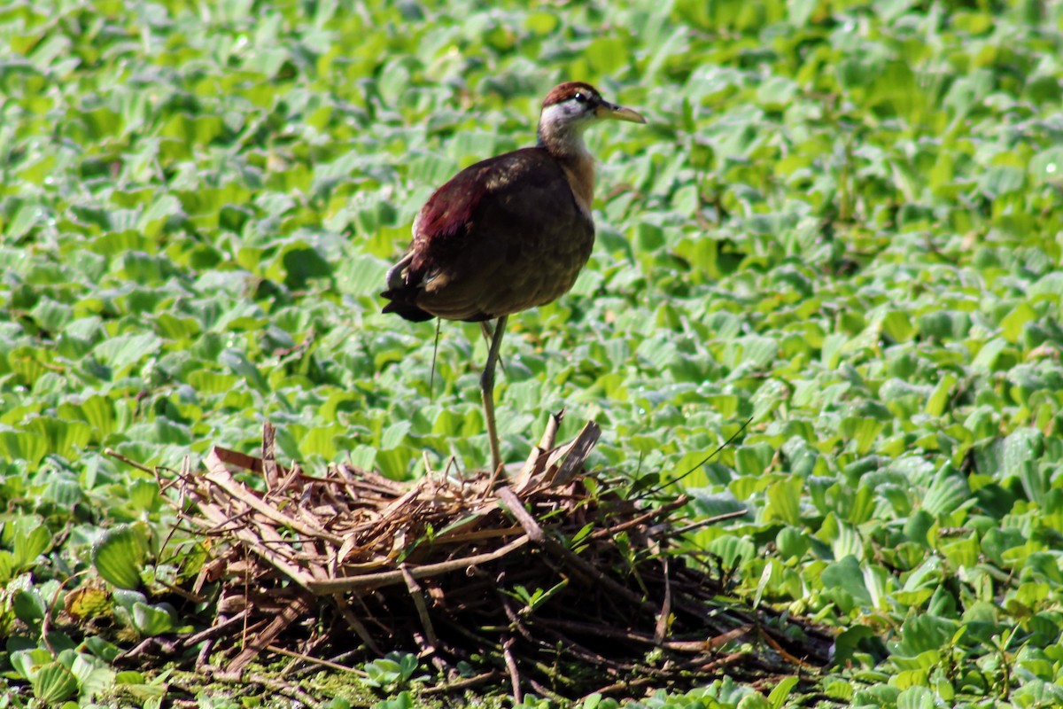 Bronze-winged Jacana - ML635419290