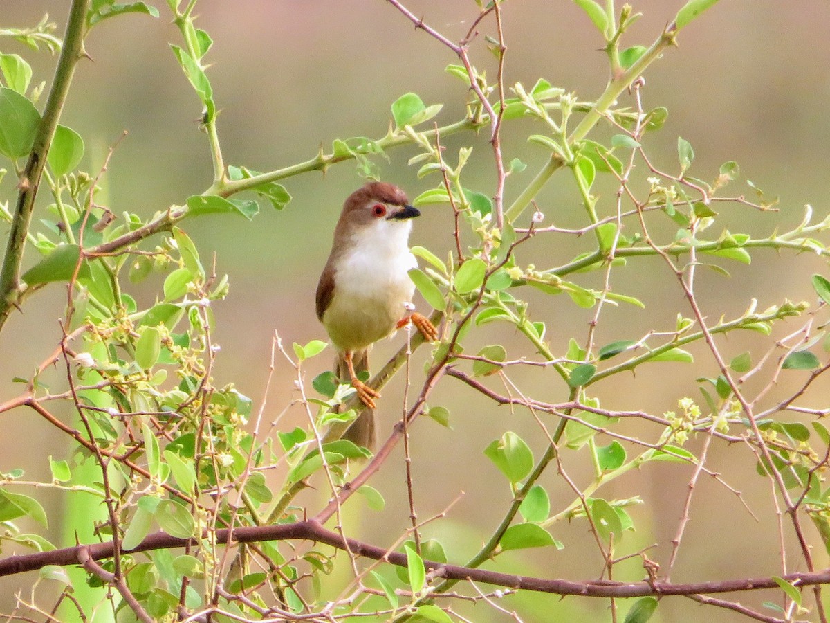Yellow-eyed Babbler - ML635419295
