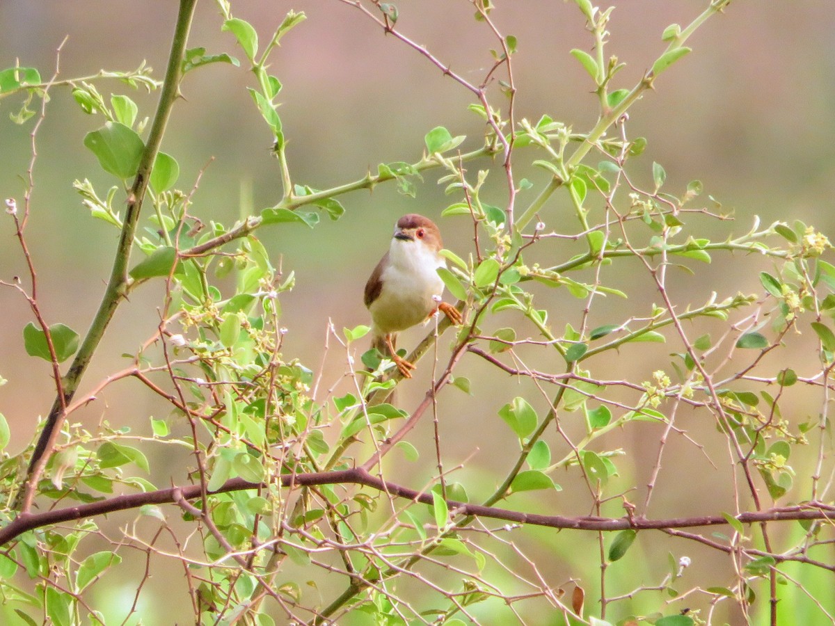 Yellow-eyed Babbler - ML635419296