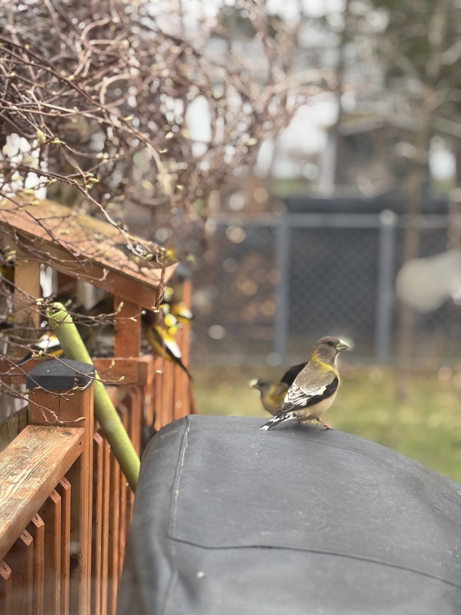 Gros-bec errant - ML635419314