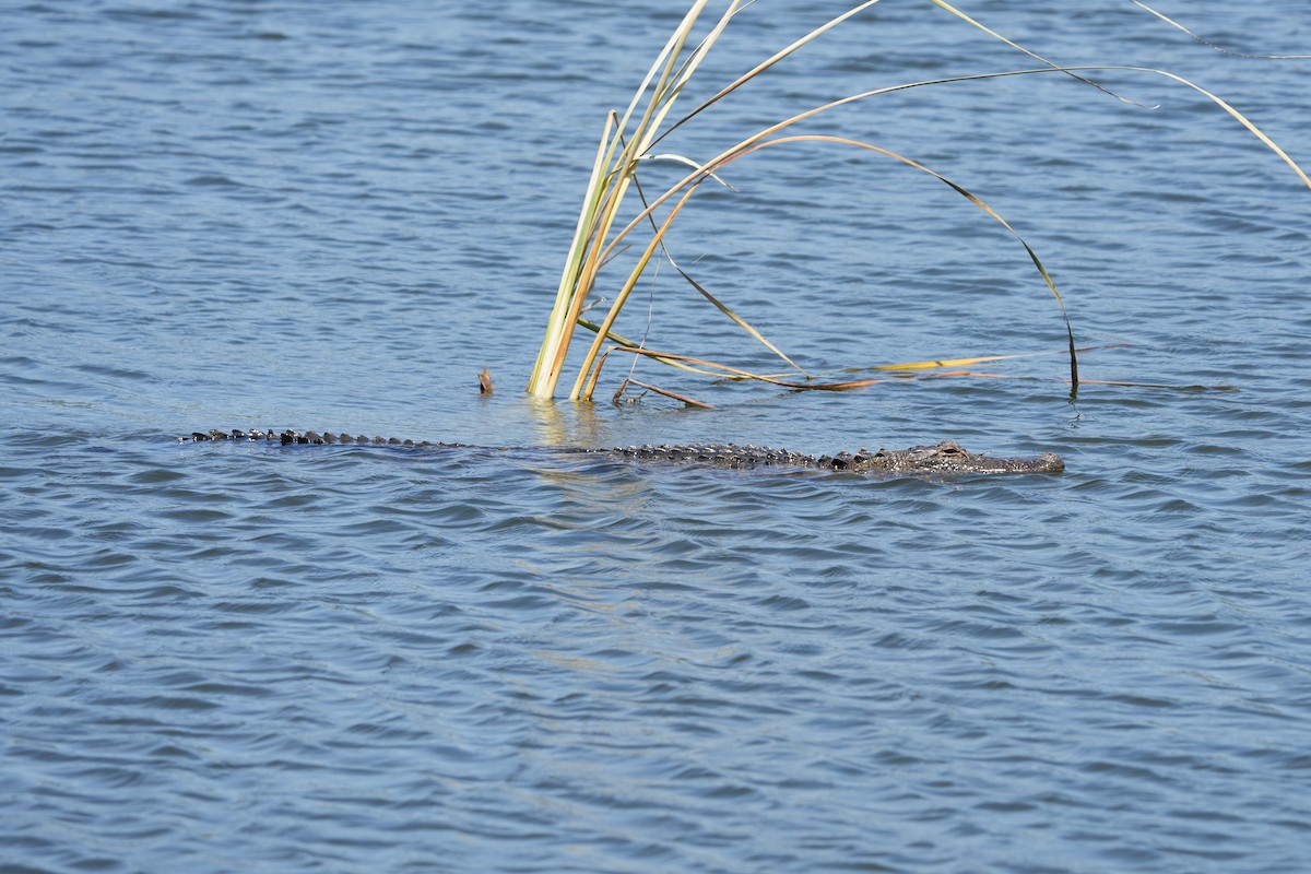 Aligatortimsahgiller - ML635419320