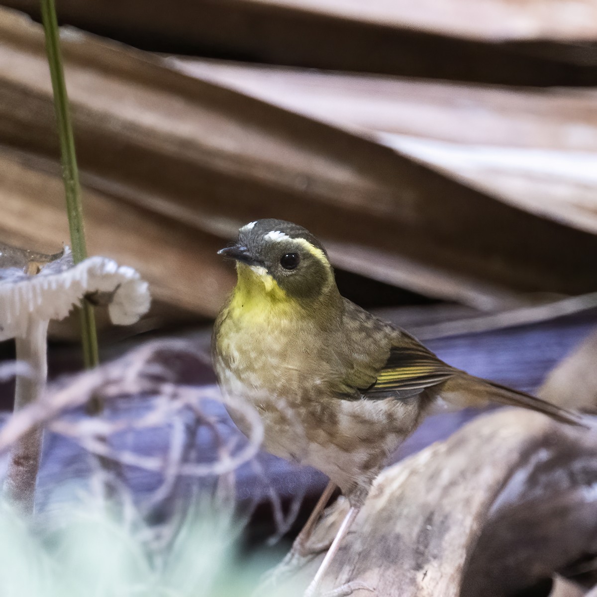 Yellow-throated Scrubwren - ML635419324