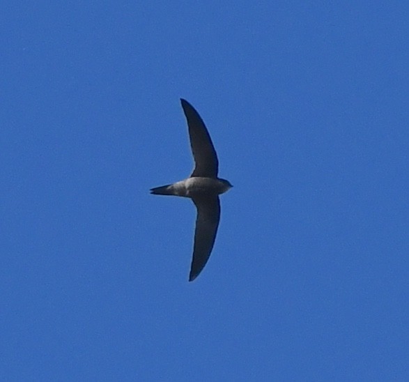 Bradfield's Swift - ML635419331