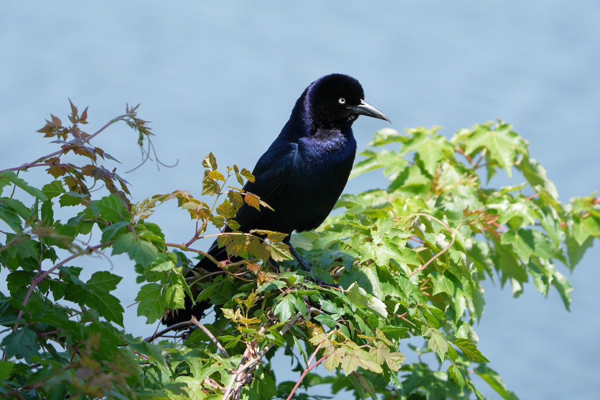 Denizci Kiskal - ML635419354