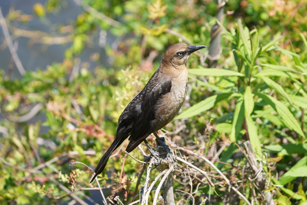 Denizci Kiskal - ML635419355