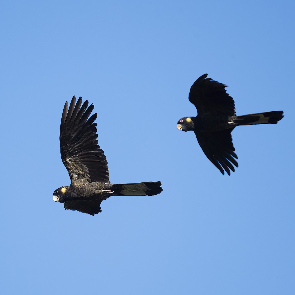 Yellow-tailed Black-Cockatoo - ML635419391