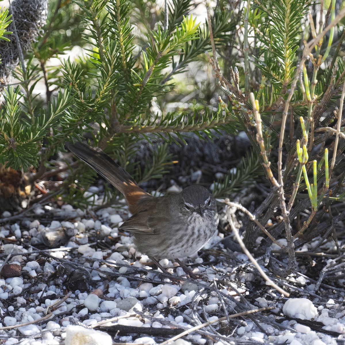 Chestnut-rumped Heathwren - ML635419393