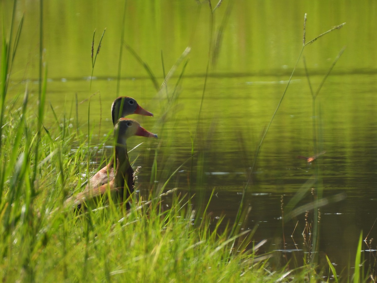 Black-bellied Whistling-Duck - ML635419538
