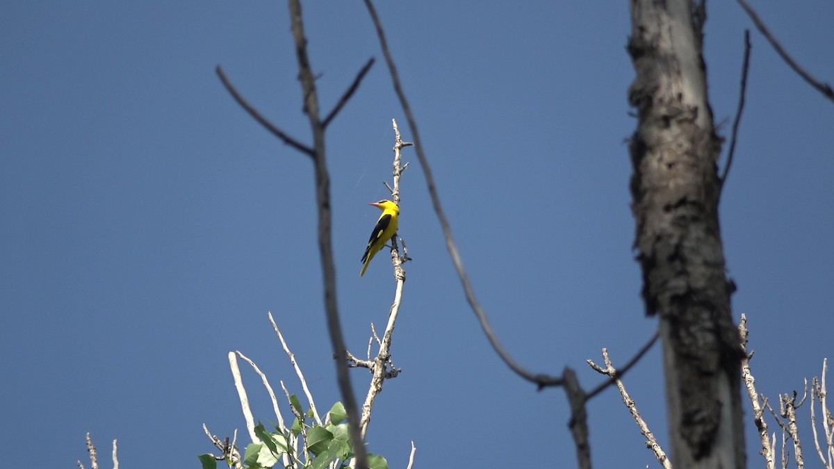 Indian Golden Oriole - ML635419543