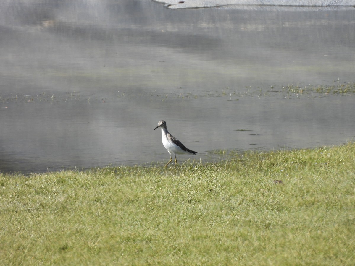Greater Yellowlegs - ML635419560