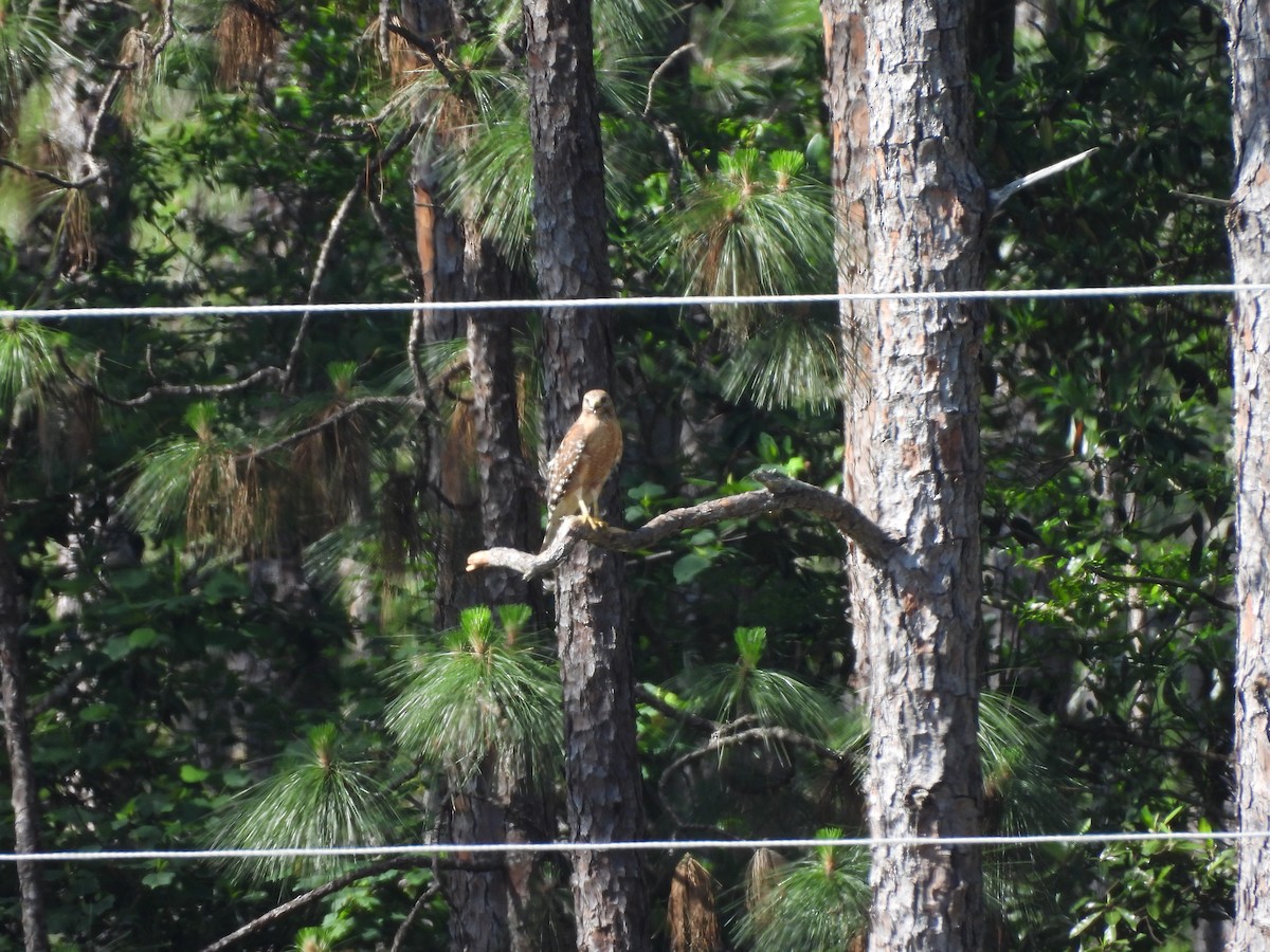 Red-shouldered Hawk - ML635419566