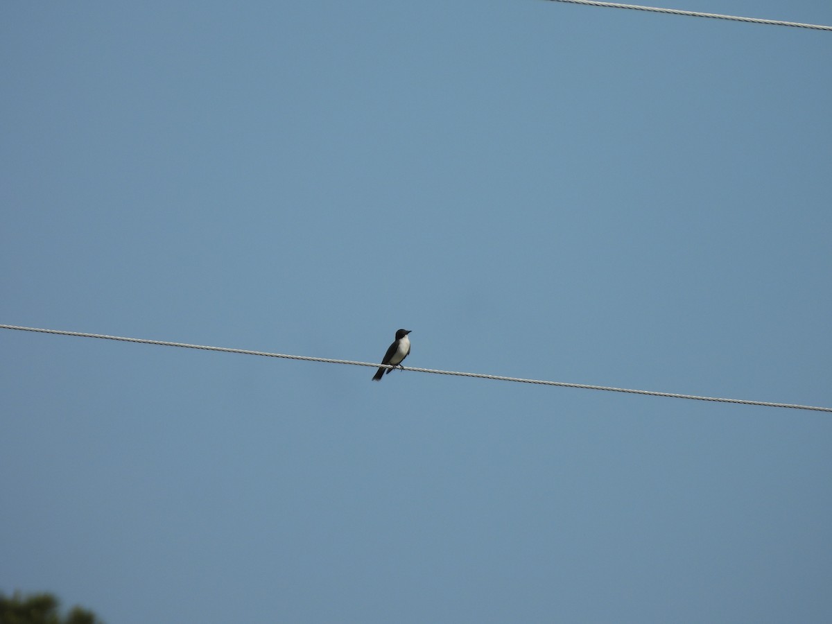 Eastern Kingbird - ML635419601