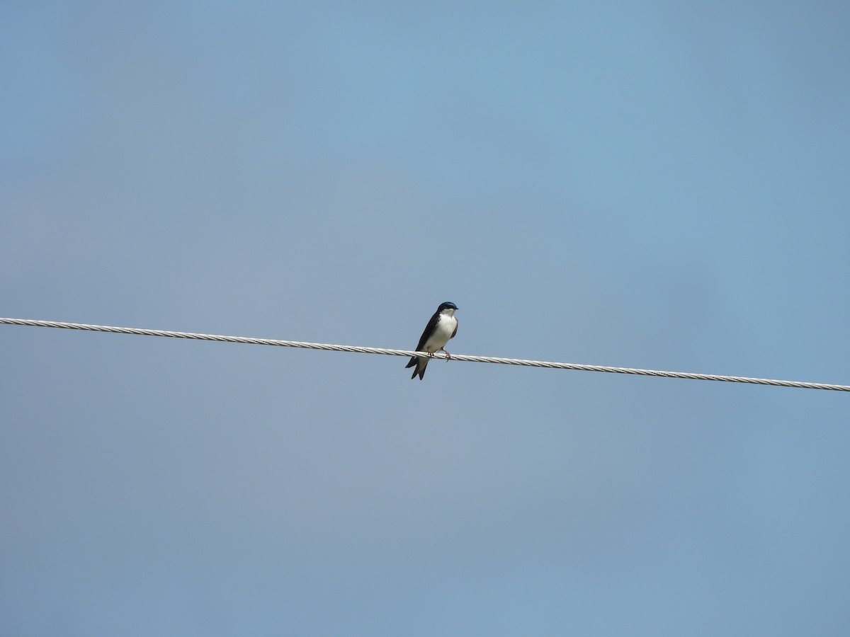 Tree Swallow - ML635419614