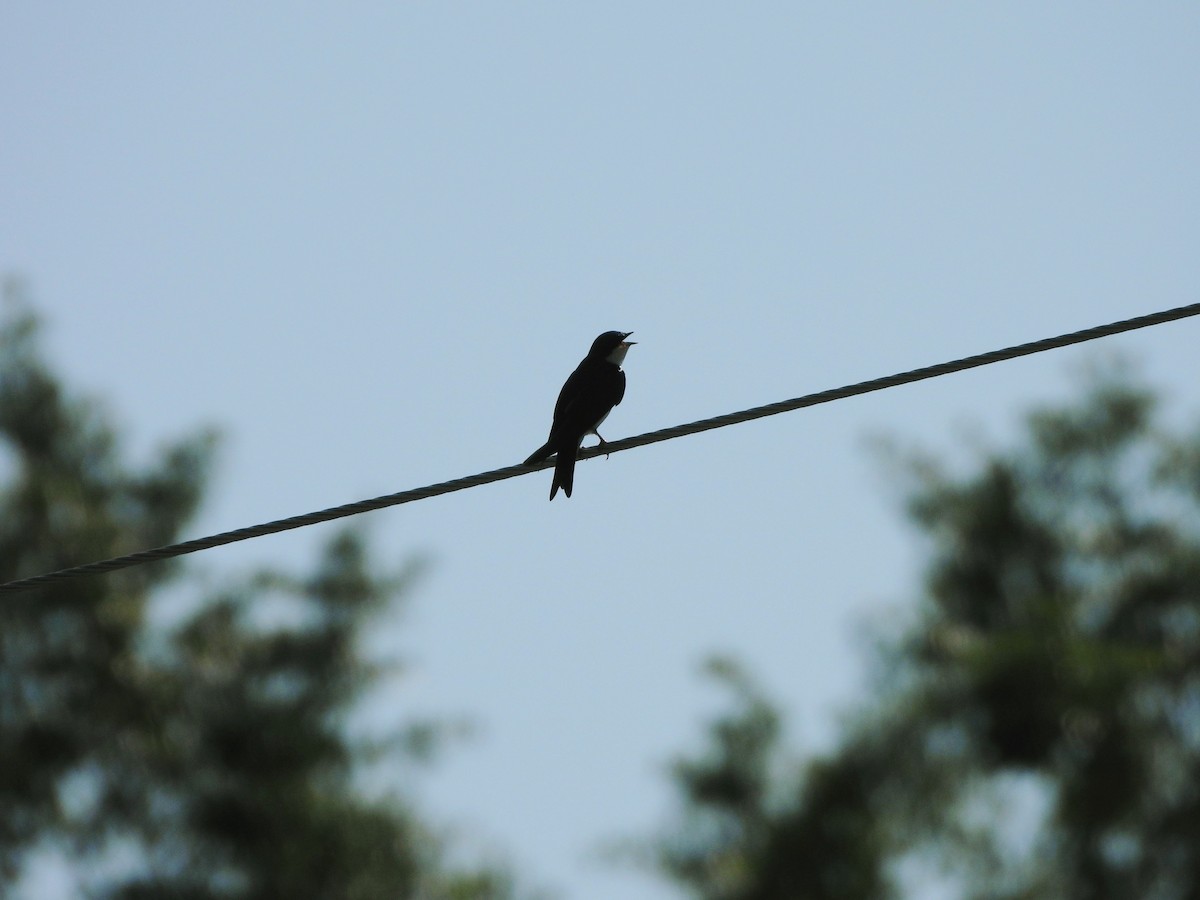 Tree Swallow - ML635419615