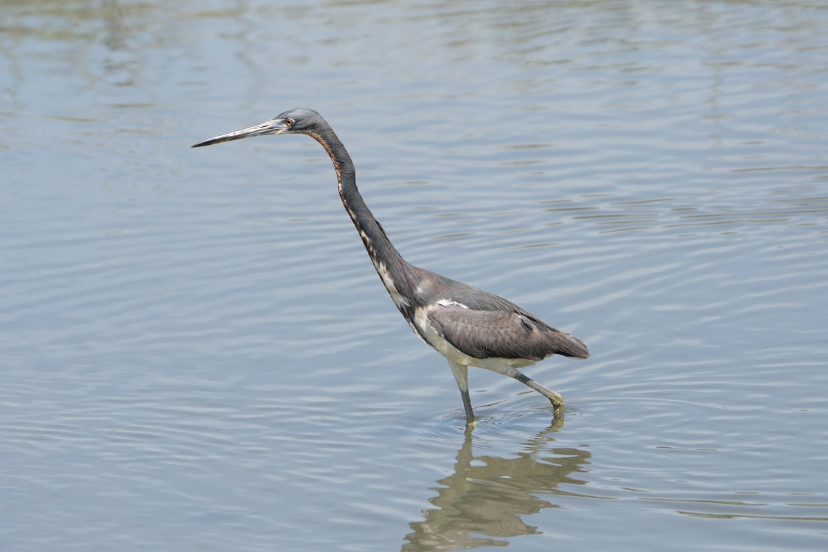 Üç Renkli Balıkçıl - ML635419634