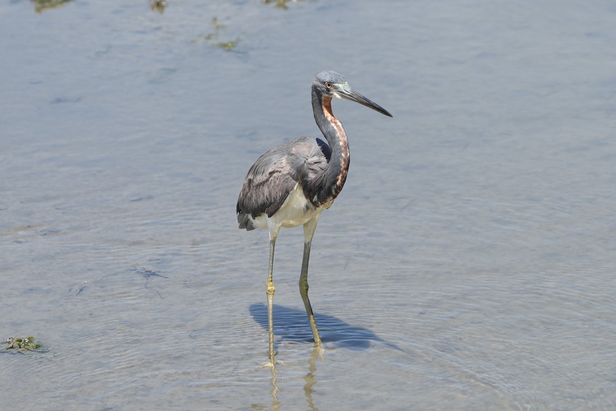 Üç Renkli Balıkçıl - ML635419635