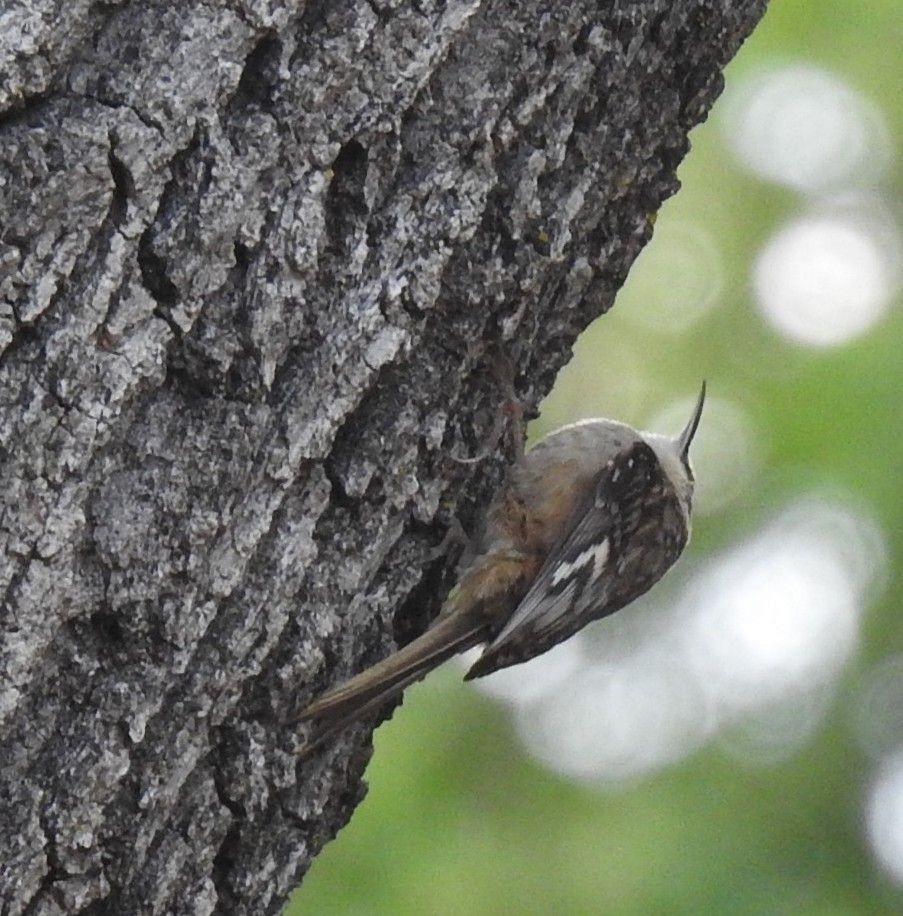 Brown Creeper - ML635419653