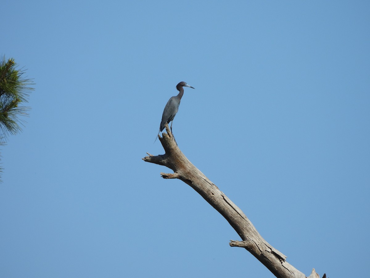 Little Blue Heron - ML635419685