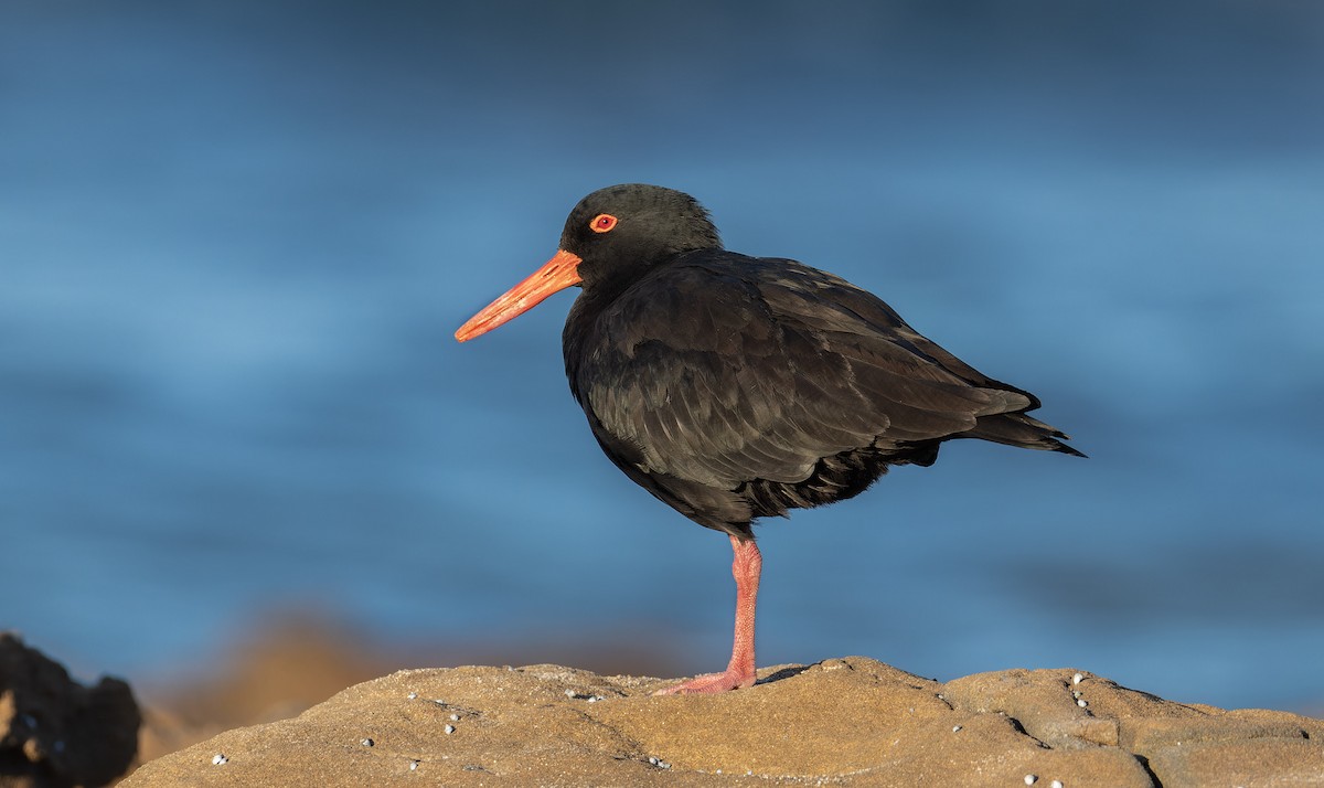 Sooty Oystercatcher - ML635419687