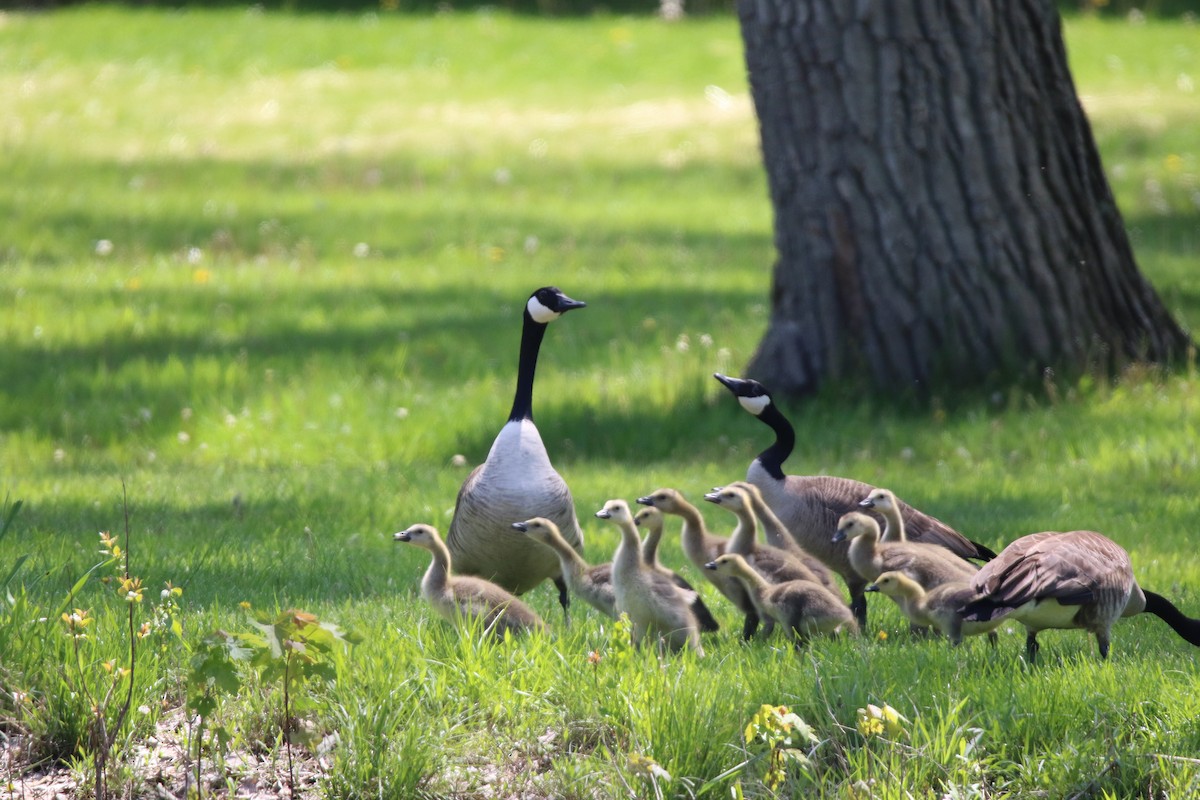 Канад галуу - ML635419688