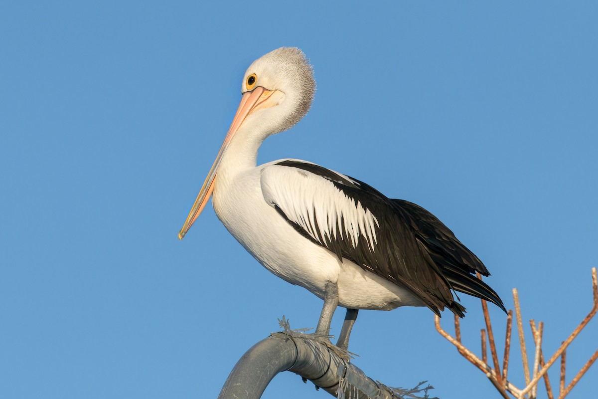 Australian Pelican - ML635419691