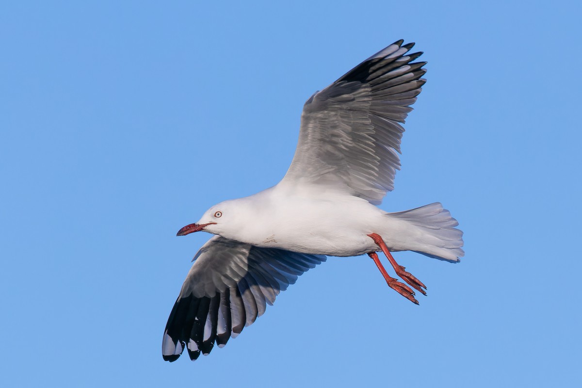 Silver Gull - ML635419695