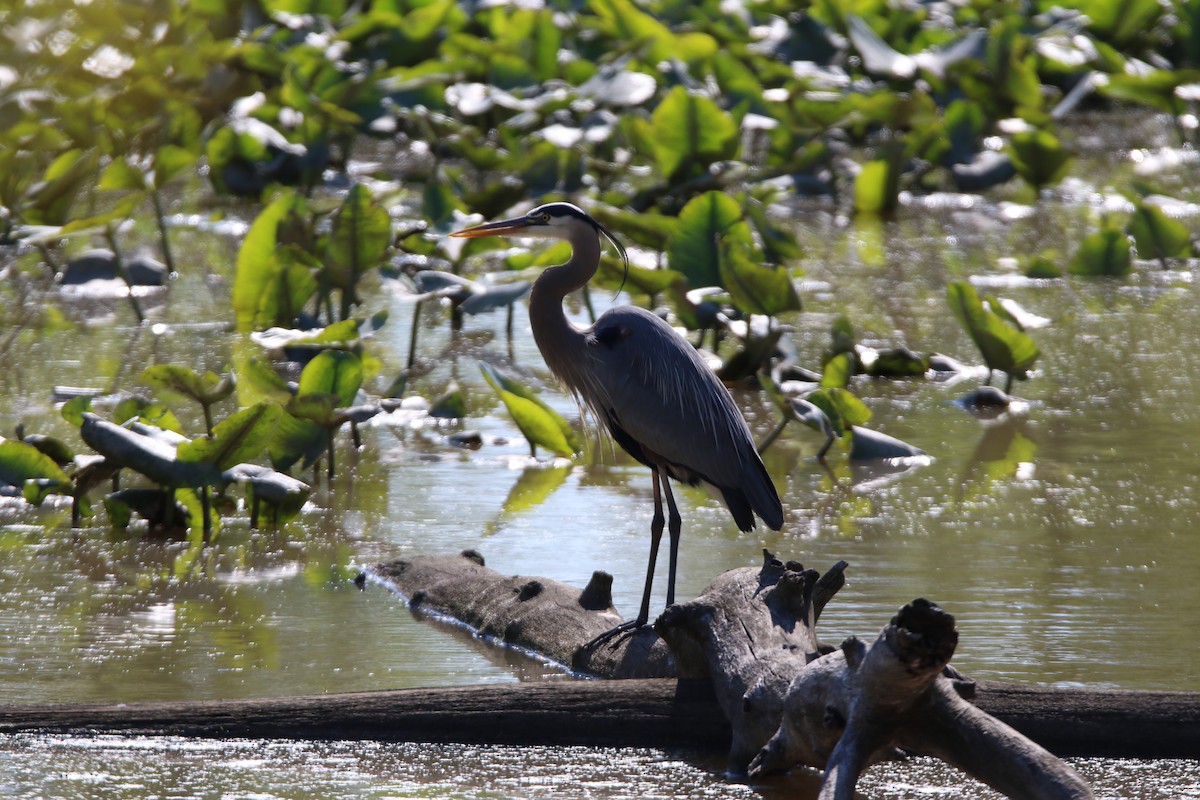 Great Blue Heron - ML635419700