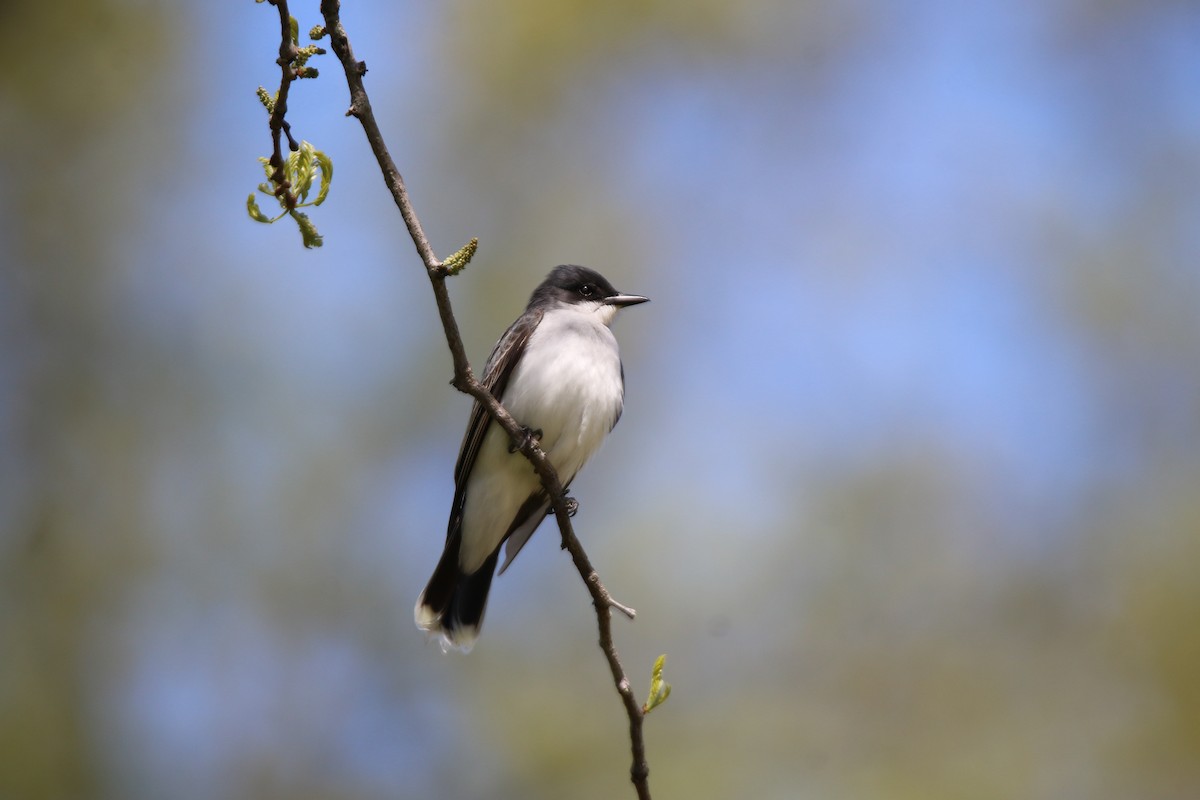 Eastern Kingbird - ML635419710