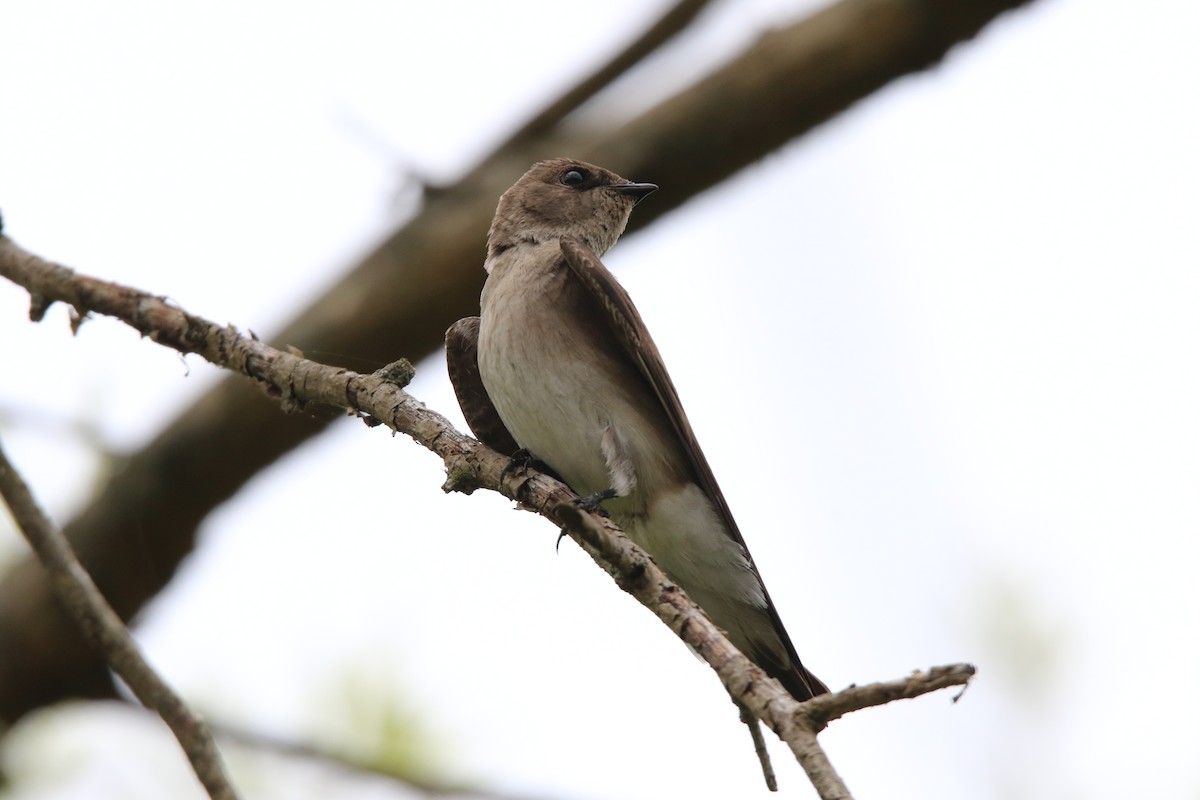 Northern Rough-winged Swallow - ML635419715