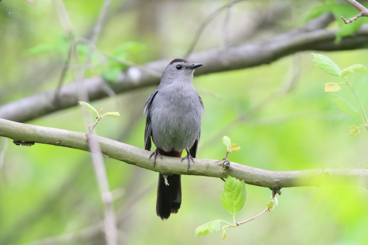 Gray Catbird - ML635419723