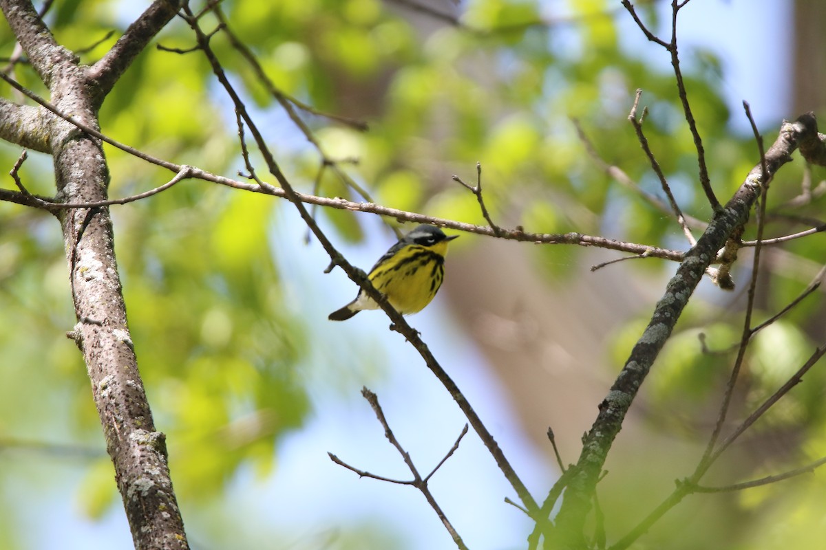 Magnolia Warbler - ML635419734