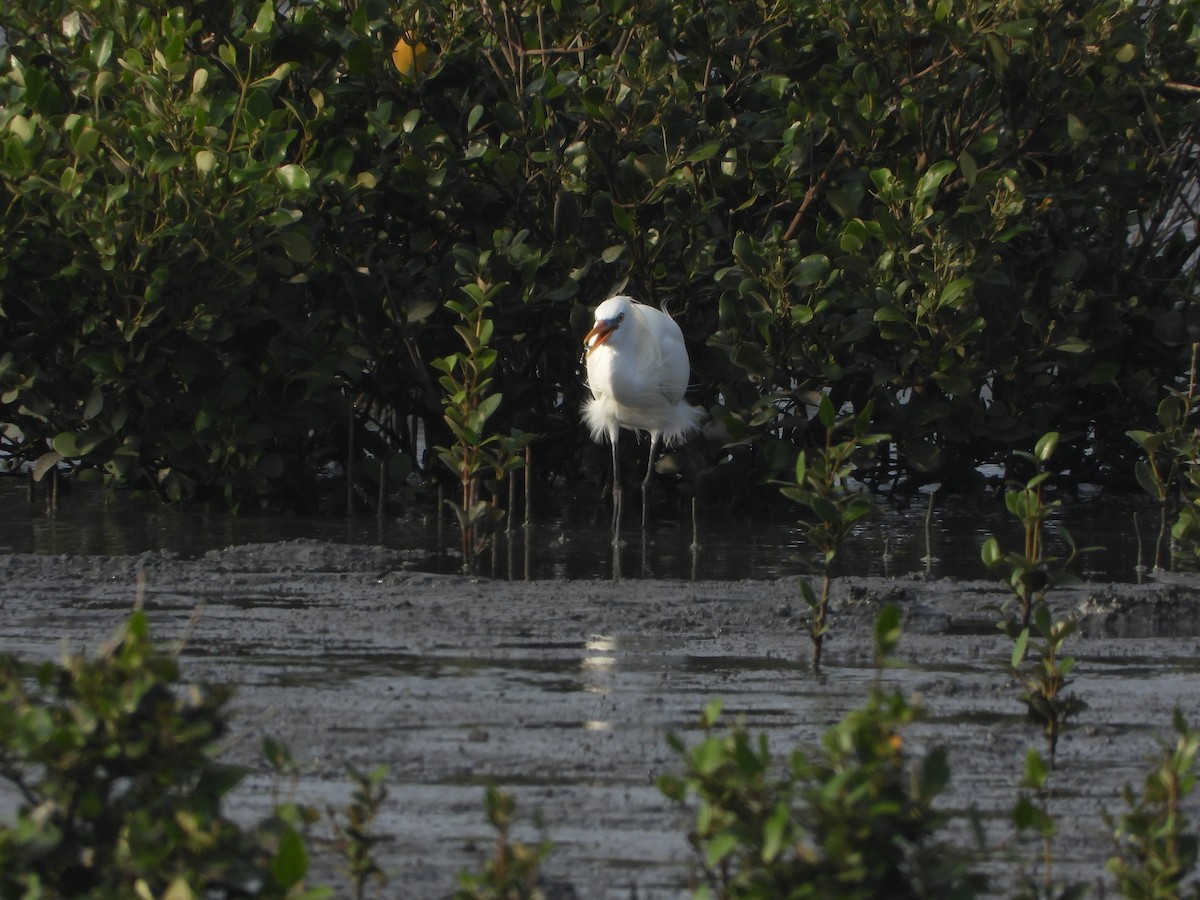 Chinese Egret - ML635419788