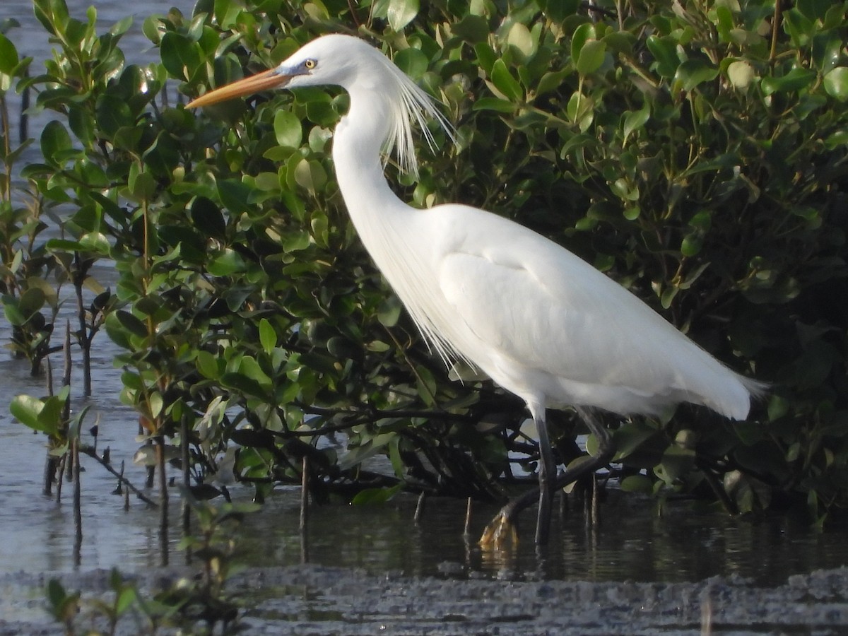 Chinese Egret - ML635419789