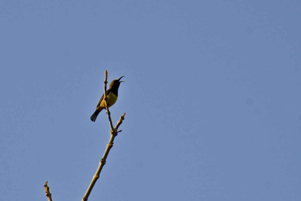Garden Sunbird - ML635419819