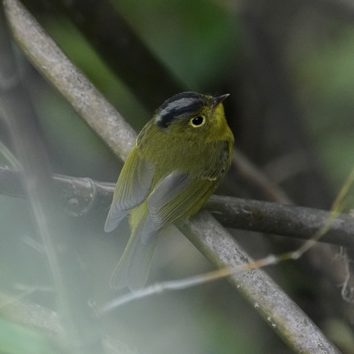 Martens's Warbler - ML635419834