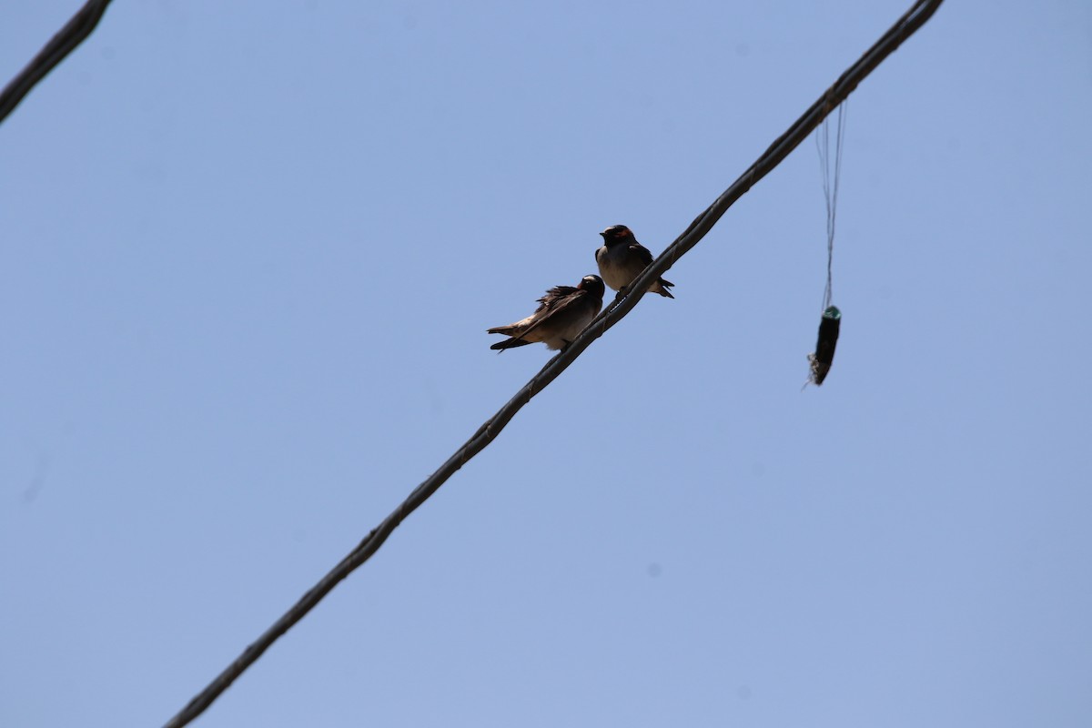 Cliff Swallow - ML635419870